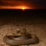 Are There Snakes Around Uluru, Types, Safety & Tips