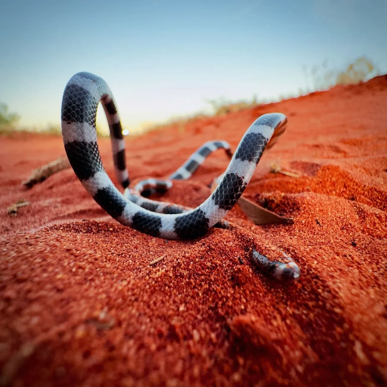 Bandy-Bandy Snake (Vermicella annulata), Uluru