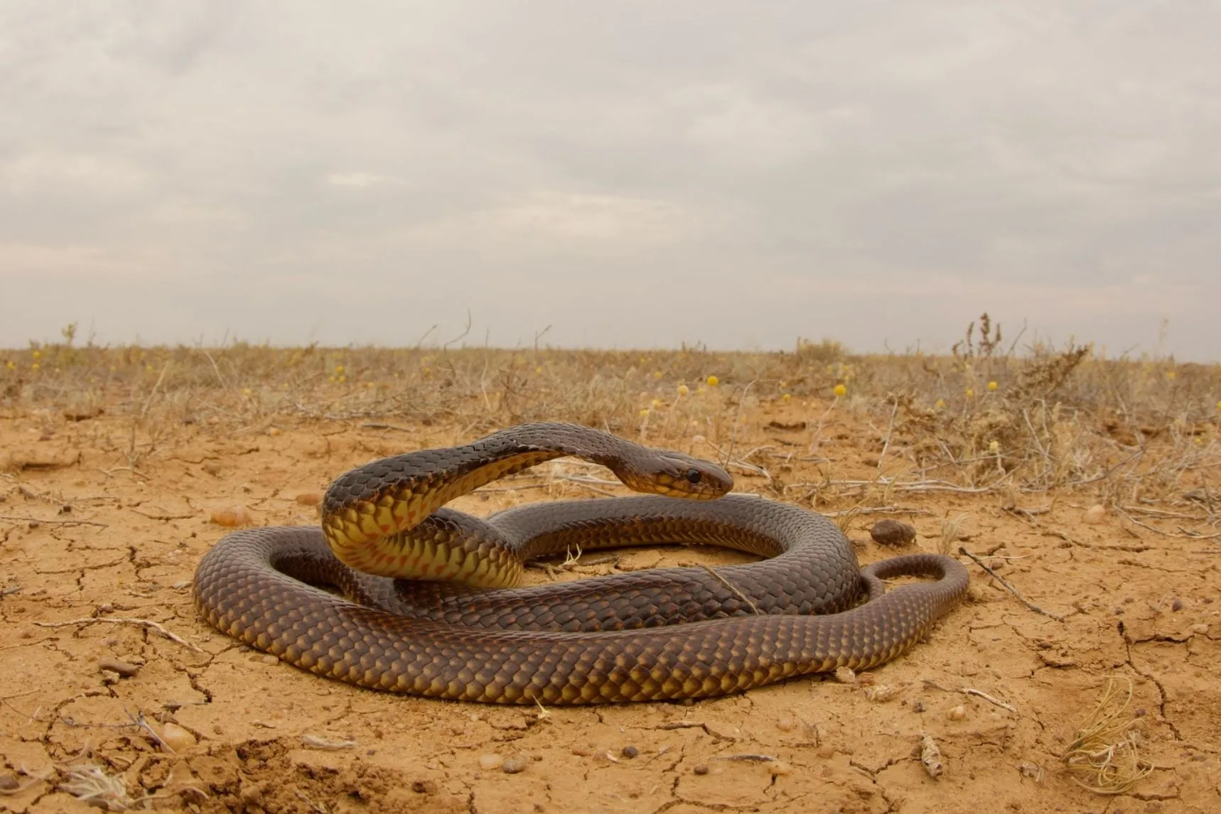 Brown Snake (Pseudonaja spp.), Uluru