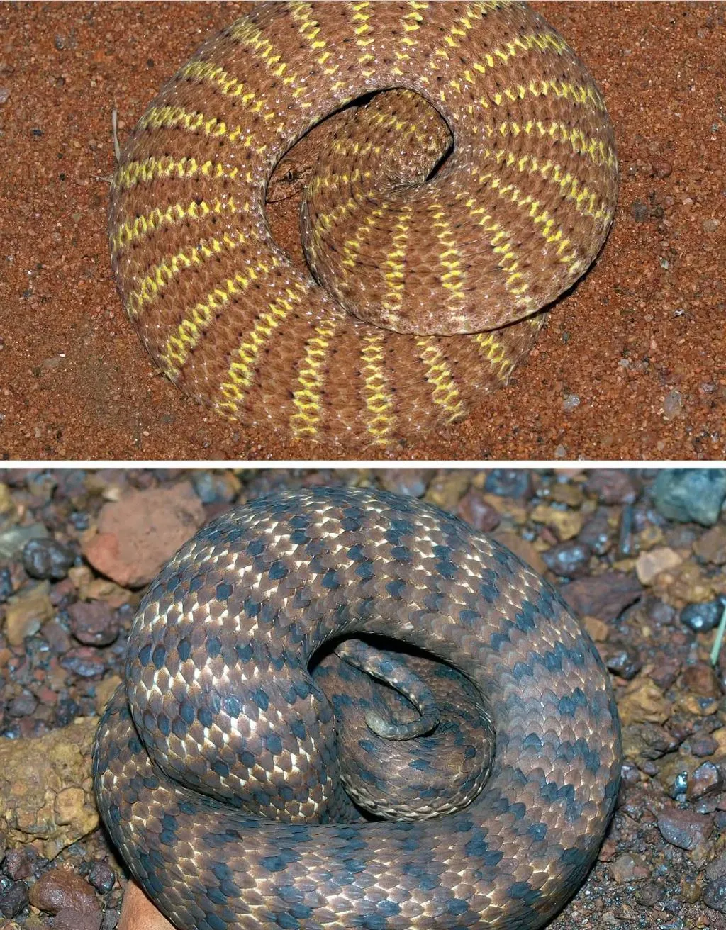 Desert Death Adder (Acanthophis pyrrhus), Uluru