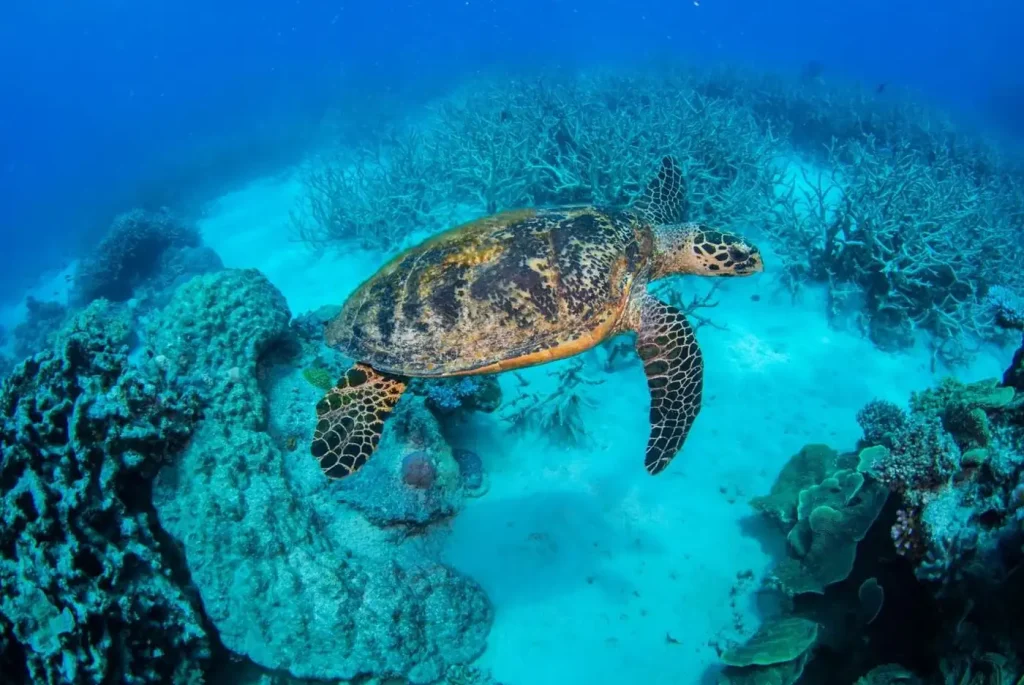 Zap Theory NFT | The Best Eco-Certified Great Barrier Reef Operators: Who Is Really Doing the Work in 2026? Figuring Out Who’s Actually Doing It