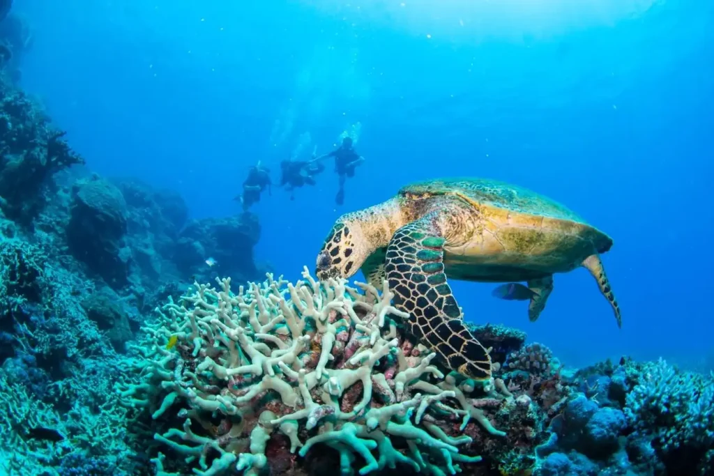 The Best Eco-Certified Great Barrier Reef Operators