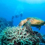The Best Eco-Certified Great Barrier Reef Operators