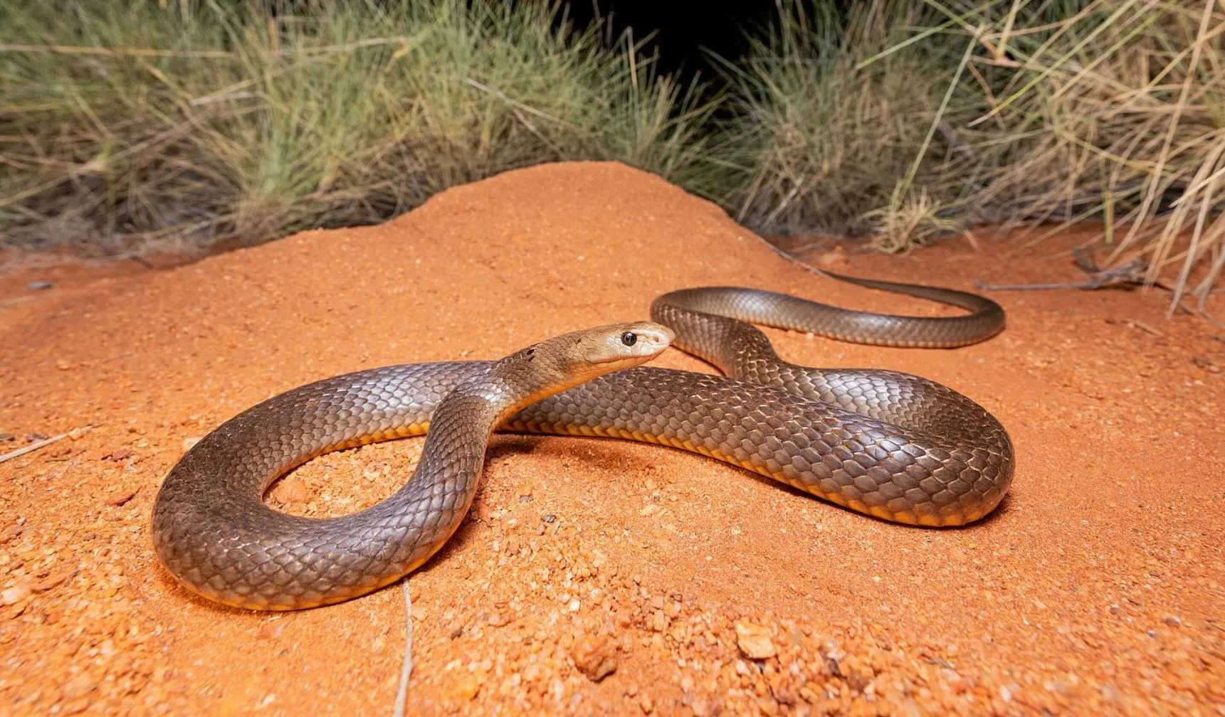 Western Brown Snake (Pseudonaja nuchalis), Uluru