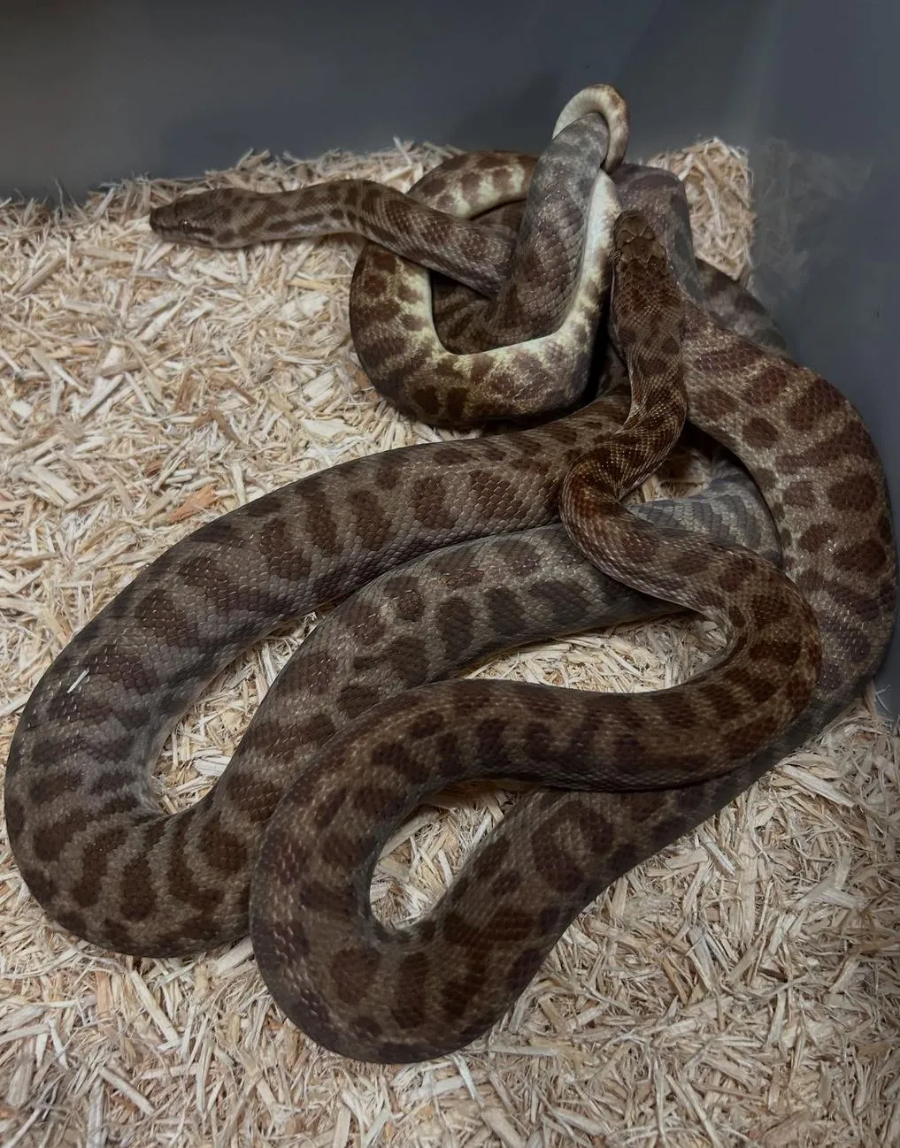 Woma Python (Aspidites ramsayi)