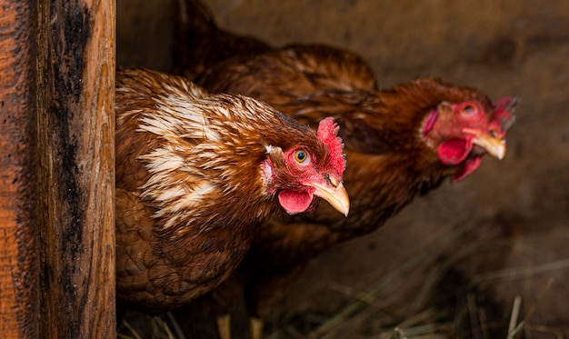 Brown hens in a coop